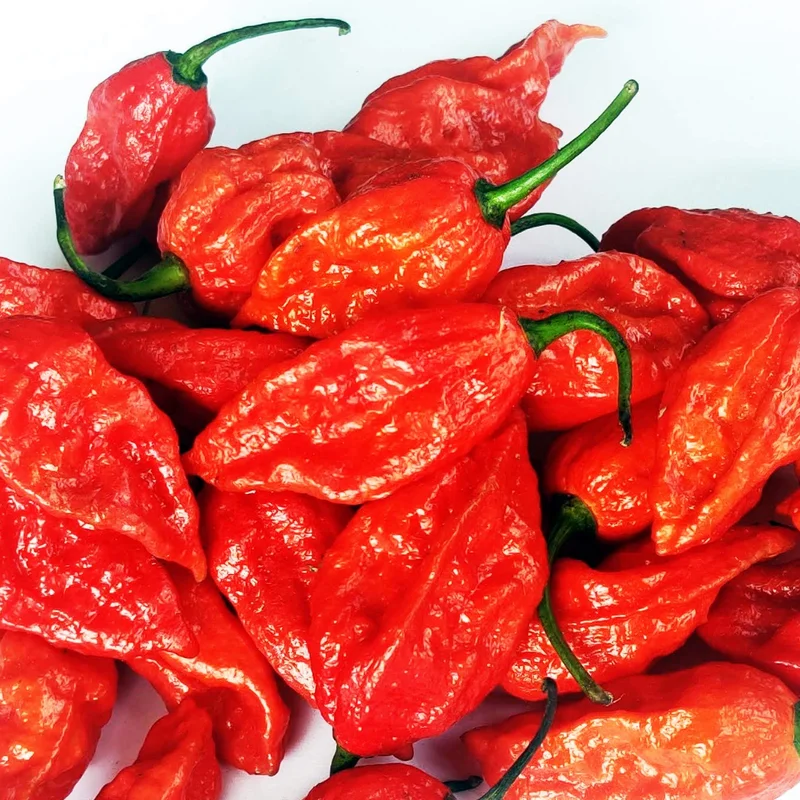 100 Pepper Seeds for Planting Outdoors, High Germination Rate, Non GMO, Heirloom Seeds - Red Bhut Pepper Seeds