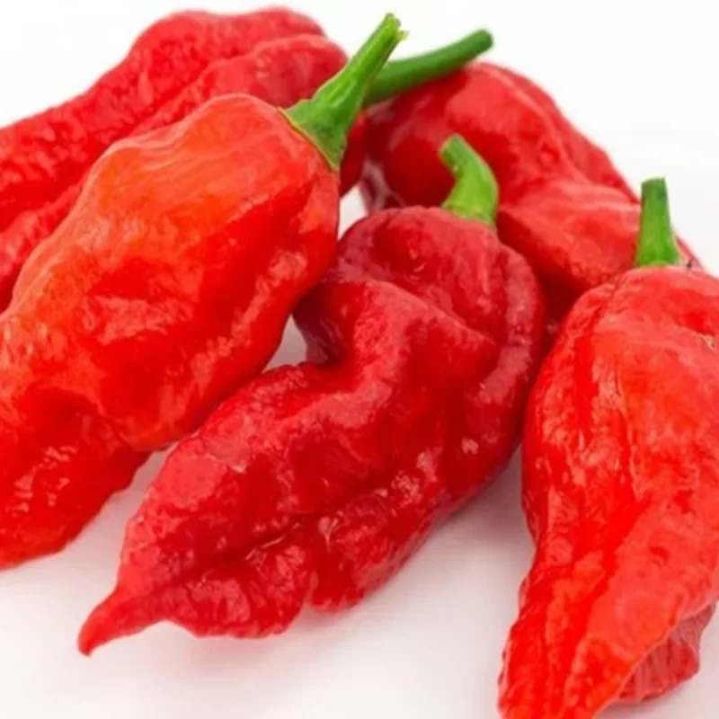 100 Pepper Seeds for Planting Outdoors, High Germination Rate, Non GMO, Heirloom Seeds - Red Bhut Pepper Seeds