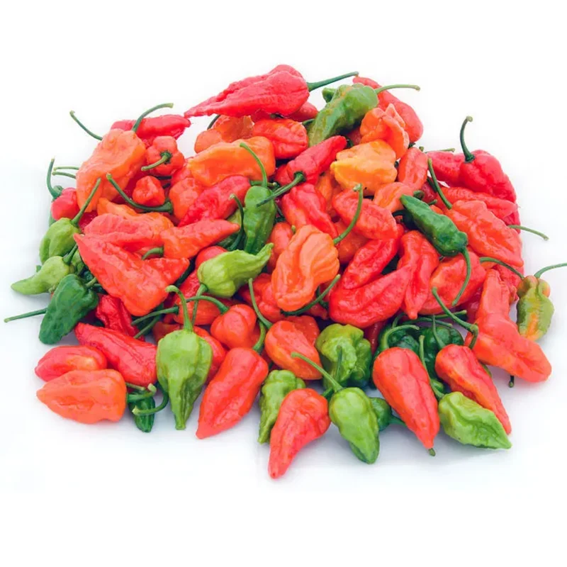 100 Pepper Seeds for Planting Outdoors, High Germination Rate, Non GMO, Heirloom Seeds - Red Bhut Pepper Seeds