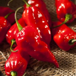 100 Pepper Seeds for Planting Outdoors, High Germination Rate, Non GMO, Heirloom Seeds - Red Bhut Pepper Seeds