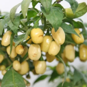 100 Pepper Seeds for Planting Outdoors, High Germination Rate, Non GMO, Heirloom Seeds - White Habanero Pepper Seeds