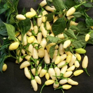 100 Pepper Seeds for Planting Outdoors, High Germination Rate, Non GMO, Heirloom Seeds - White Habanero Pepper Seeds