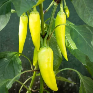 100 Pepper Seeds for Planting Outdoors, High Germination Rate, Non GMO, Heirloom Seeds - Sweeet Banana Seeds