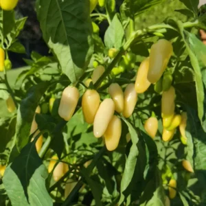 100 Pepper Seeds for Planting Outdoors, High Germination Rate, Non GMO, Heirloom Seeds - White Habanero Pepper Seeds