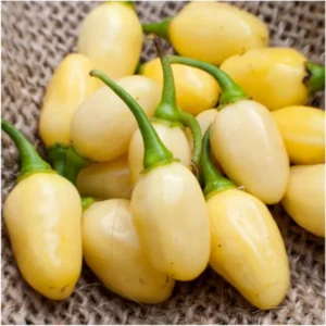 100 Pepper Seeds for Planting Outdoors, High Germination Rate, Non GMO, Heirloom Seeds - White Habanero Pepper Seeds