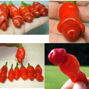 100 Pepper Seeds for Planting Outdoors, High Germination Rate, Non GMO, Heirloom Seeds - Peter Pepper Seeds