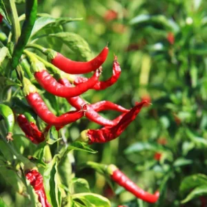 100 Pepper Seeds for Planting Outdoors, High Germination Rate, Non GMO, Heirloom Seeds - Long Thin Red Seeds