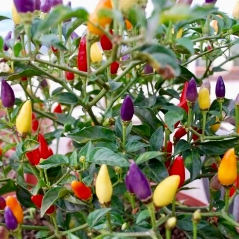 100 Pepper Seeds for Planting Outdoors, High Germination Rate, Non GMO, Heirloom Seeds - Chinese 5 Color Pepper Seeds