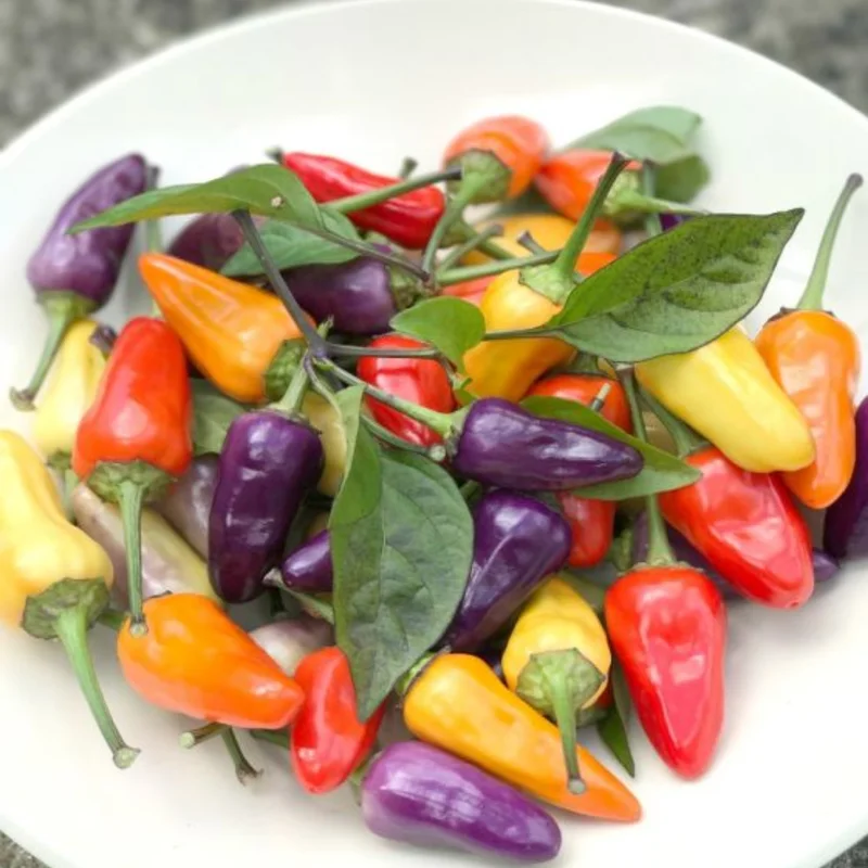 100 Pepper Seeds for Planting Outdoors, High Germination Rate, Non GMO, Heirloom Seeds - Chinese 5 Color Pepper Seeds