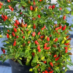 100 Pepper Seeds for Planting Outdoors, High Germination Rate, Non GMO, Heirloom Seeds - Thai Hot Chili Pepper Seeds