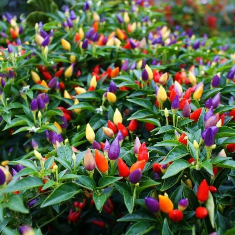 100 Pepper Seeds for Planting Outdoors, High Germination Rate, Non GMO, Heirloom Seeds - Chinese 5 Color Pepper Seeds