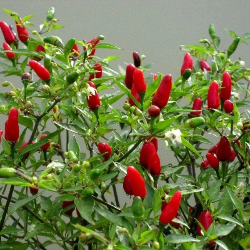 100 Pepper Seeds for Planting Outdoors, High Germination Rate, Non GMO, Heirloom Seeds - Thai Hot Chili Pepper Seeds