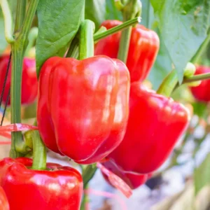 100 Pepper Seeds for Planting Outdoors, High Germination Rate, Non GMO, Heirloom Seeds - Red Bell Pepper Seeds