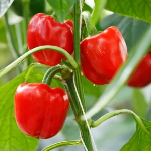 100 Pepper Seeds for Planting Outdoors, High Germination Rate, Non GMO, Heirloom Seeds - Red Bell Pepper Seeds