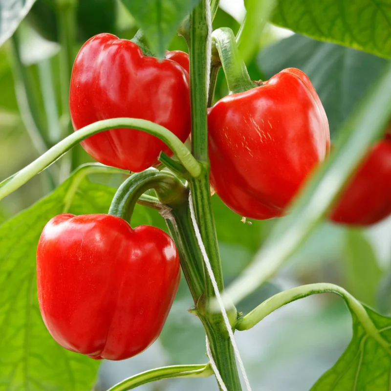 100 Pepper Seeds for Planting Outdoors, High Germination Rate, Non GMO, Heirloom Seeds - Red Bell Pepper Seeds