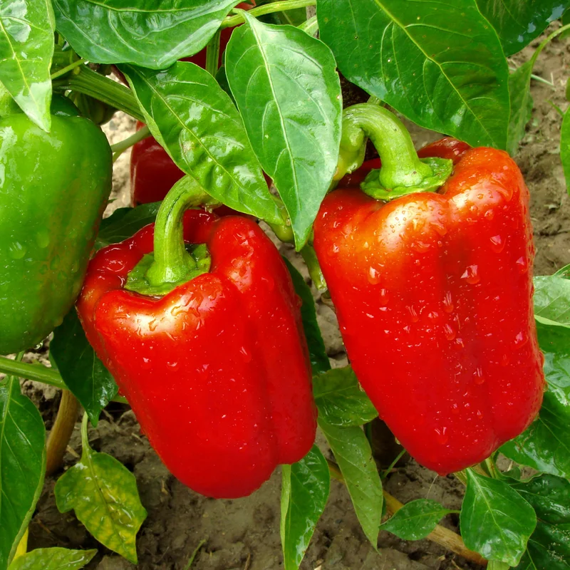 100 Pepper Seeds for Planting Outdoors, High Germination Rate, Non GMO, Heirloom Seeds - Red Bell Pepper Seeds