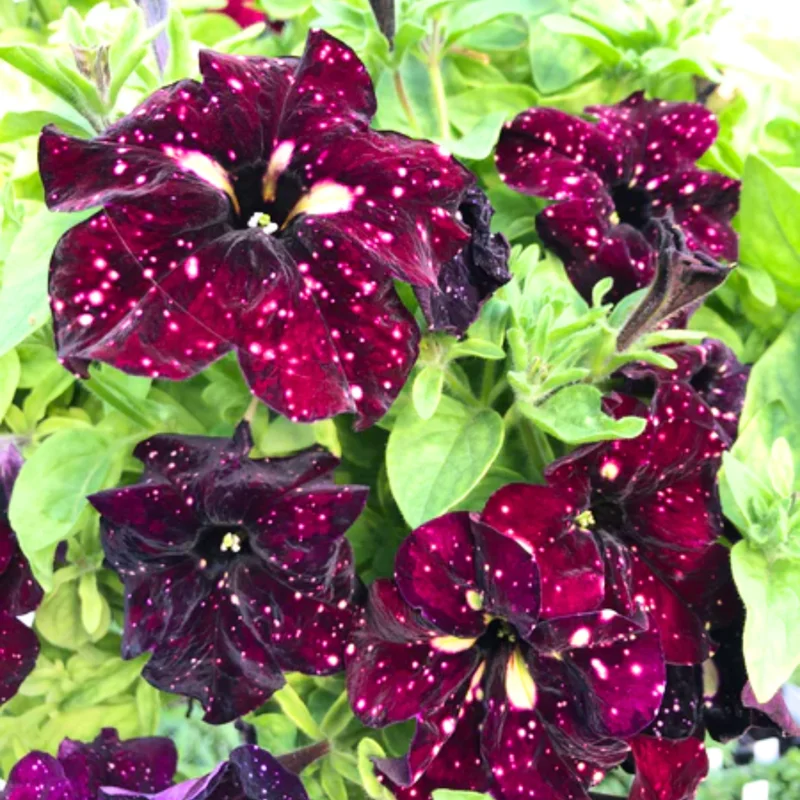 2 Sky Petunia Live Plants, Petunia Flowers Seedlings 4-8 Inch Tall, Beautiful Star Blooms for Outdoor Planting