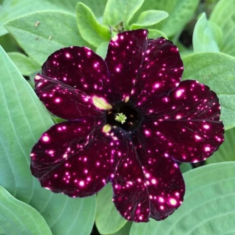 2 Sky Petunia Live Plants, Petunia Flowers Seedlings 4-8 Inch Tall, Beautiful Star Blooms for Outdoor Planting