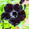 2 Black Petunia Live Plants, Petunia Flowers Seedlings 4-8 Inch Tall, Beautiful Star Blooms for Outdoor Planting