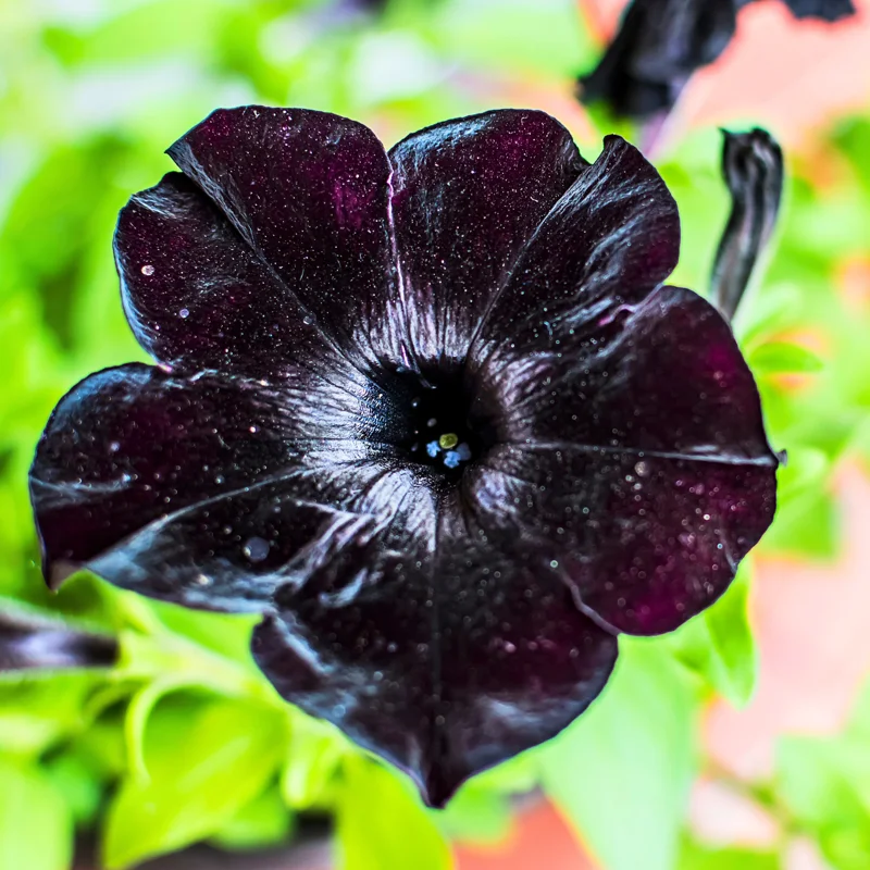 2 Black Petunia Live Plants, Petunia Flowers Seedlings 4-8 Inch Tall, Beautiful Star Blooms for Outdoor Planting