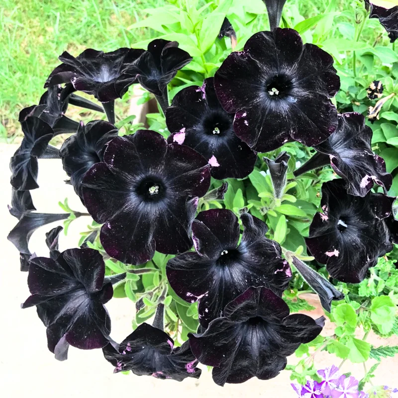 2 Black Petunia Live Plants, Petunia Flowers Seedlings 4-8 Inch Tall, Beautiful Star Blooms for Outdoor Planting