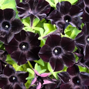 2 Black Petunia Live Plants, Petunia Flowers Seedlings 4-8 Inch Tall, Beautiful Star Blooms for Outdoor Planting