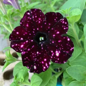 2 Sky Petunia Live Plants, Petunia Flowers Seedlings 4-8 Inch Tall, Beautiful Star Blooms for Outdoor Planting