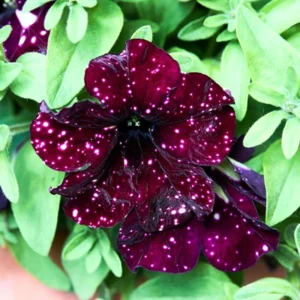 2 Sky Petunia Live Plants, Petunia Flowers Seedlings 4-8 Inch Tall, Beautiful Star Blooms for Outdoor Planting
