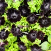 2 Black Petunia Live Plants, Petunia Flowers Seedlings 4-8 Inch Tall, Beautiful Star Blooms for Outdoor Planting