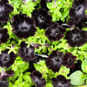 2 Black Petunia Live Plants, Petunia Flowers Seedlings 4-8 Inch Tall, Beautiful Star Blooms for Outdoor Planting