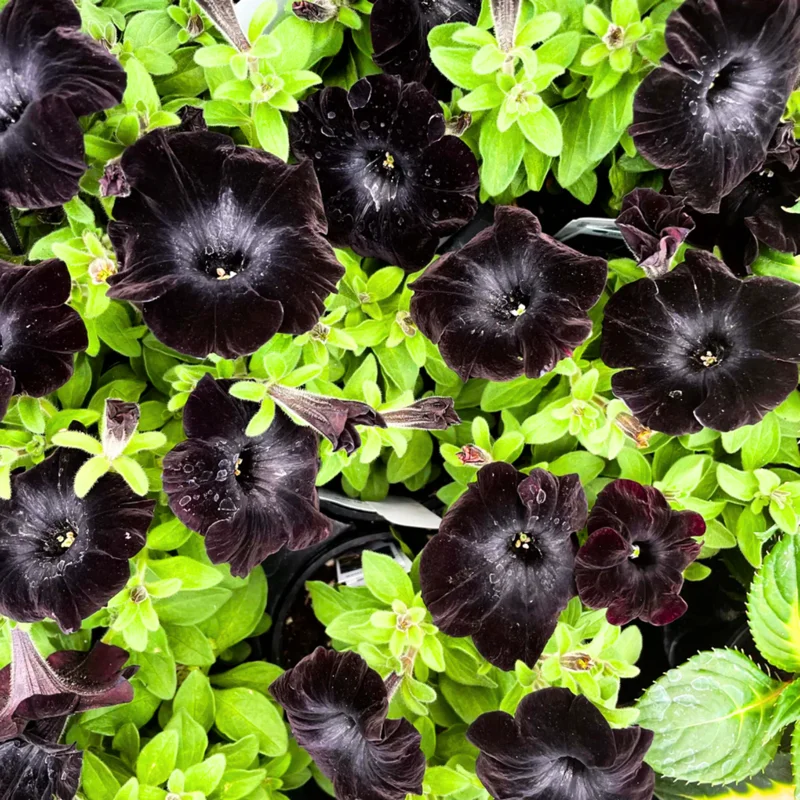 2 Black Petunia Live Plants, Petunia Flowers Seedlings 4-8 Inch Tall, Beautiful Star Blooms for Outdoor Planting