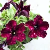 2 Sky Petunia Live Plants, Petunia Flowers Seedlings 4-8 Inch Tall, Beautiful Star Blooms for Outdoor Planting