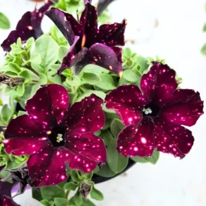 2 Sky Petunia Live Plants, Petunia Flowers Seedlings 4-8 Inch Tall, Beautiful Star Blooms for Outdoor Planting
