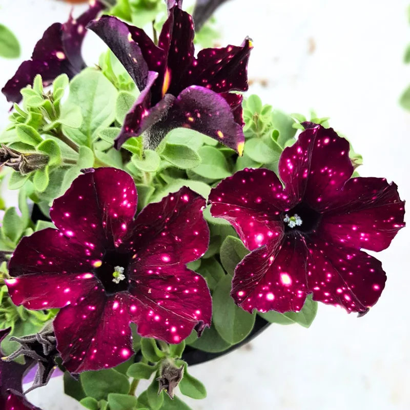 2 Sky Petunia Live Plants, Petunia Flowers Seedlings 4-8 Inch Tall, Beautiful Star Blooms for Outdoor Planting