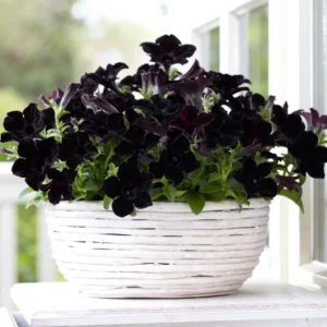 2 Black Petunia Live Plants, Petunia Flowers Seedlings 4-8 Inch Tall, Beautiful Star Blooms for Outdoor Planting