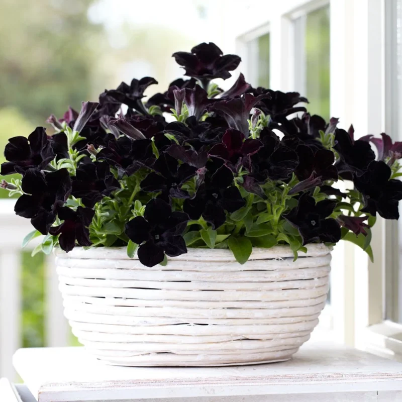 2 Black Petunia Live Plants, Petunia Flowers Seedlings 4-8 Inch Tall, Beautiful Star Blooms for Outdoor Planting