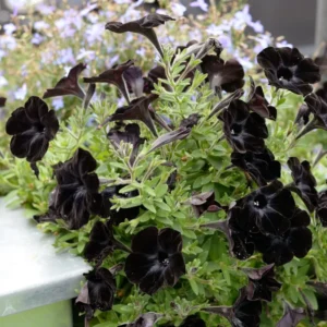 2 Black Petunia Live Plants, Petunia Flowers Seedlings 4-8 Inch Tall, Beautiful Star Blooms for Outdoor Planting
