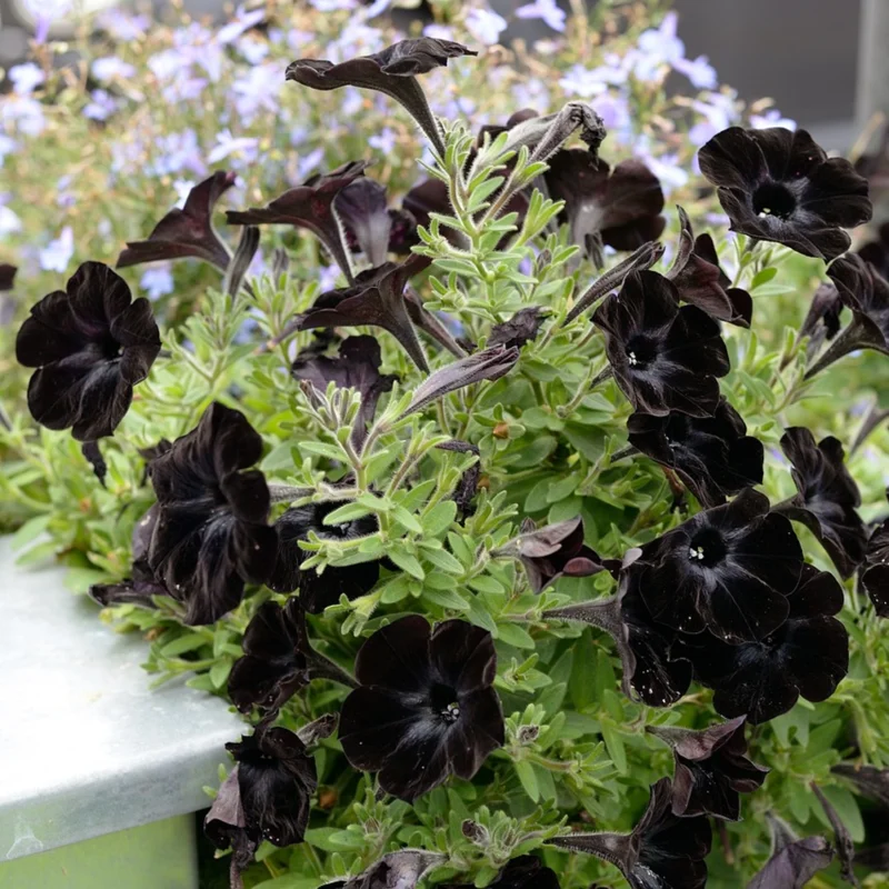 2 Black Petunia Live Plants, Petunia Flowers Seedlings 4-8 Inch Tall, Beautiful Star Blooms for Outdoor Planting