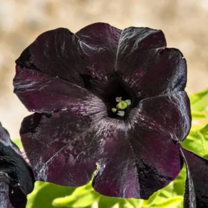2 Black Petunia Live Plants, Petunia Flowers Seedlings 4-8 Inch Tall, Beautiful Star Blooms for Outdoor Planting