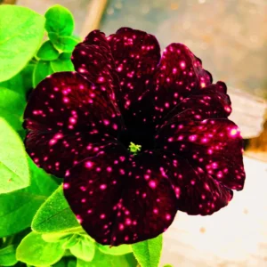 2 Sky Petunia Live Plants, Petunia Flowers Seedlings 4-8 Inch Tall, Beautiful Star Blooms for Outdoor Planting