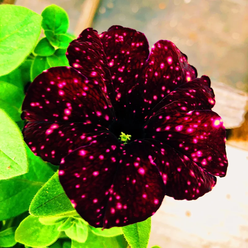 2 Sky Petunia Live Plants, Petunia Flowers Seedlings 4-8 Inch Tall, Beautiful Star Blooms for Outdoor Planting
