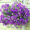 4 Petunia Plants Live – 4-8 Inch Tall Petunia Flowers for Vibrant Garden Displays