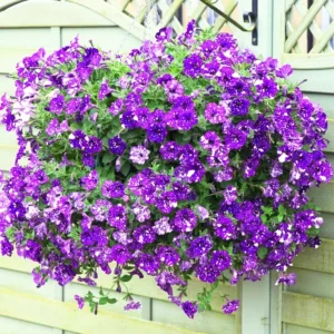 4 Petunia Plants Live – 4-8 Inch Tall Petunia Flowers for Vibrant Garden Displays
