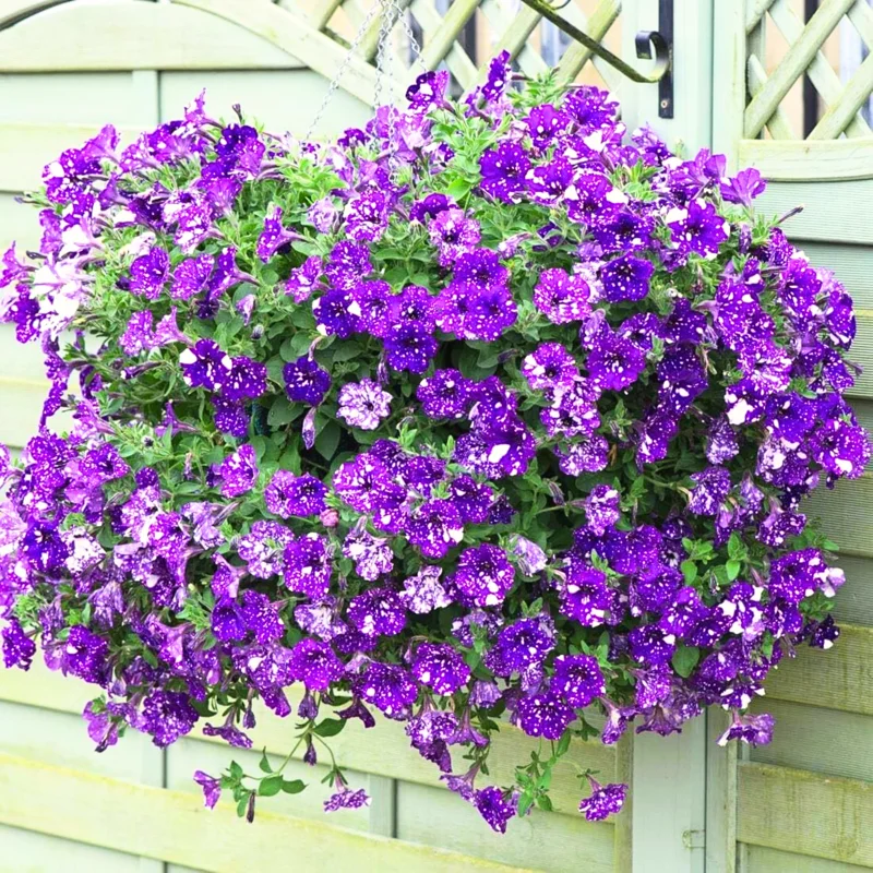 4 Petunia Plants Live – 4-8 Inch Tall Petunia Flowers for Vibrant Garden Displays