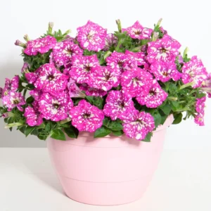 4 Petunia Plants Live – 4-8 Inch Tall Petunia Flowers for Vibrant Garden Displays