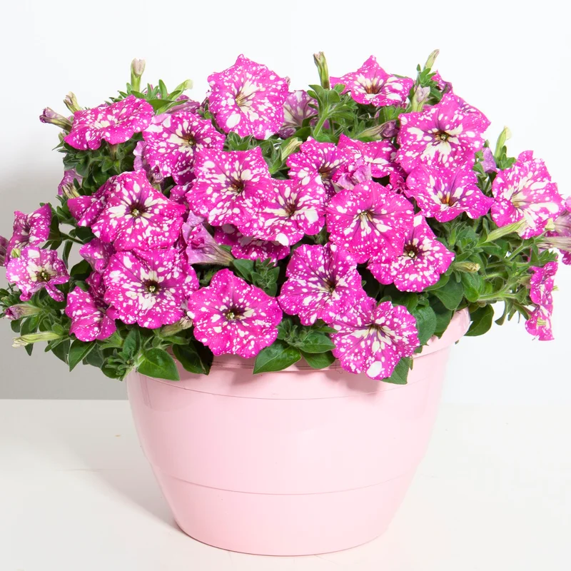 4 Petunia Plants Live – 4-8 Inch Tall Petunia Flowers for Vibrant Garden Displays