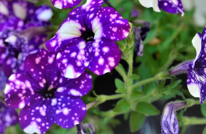 starry Night Petunia Plants
