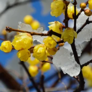 Wintersweet Tree Live Plant – Fragrant Yellow Flowers, Winter Blooming Seedling in 4-Inch Pot, Ideal for Home Gardens
