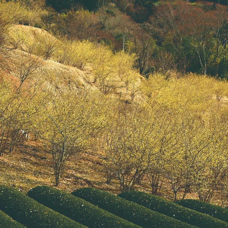 Wintersweet Tree Live Plant – Fragrant Yellow Flowers, Winter Blooming Seedling in 4-Inch Pot, Ideal for Home Gardens