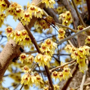 Wintersweet Tree Live Plant, In 4 Inch Pot, Yellow Wintersweet Seedling, Fragrant Flowers, Winter Blooming